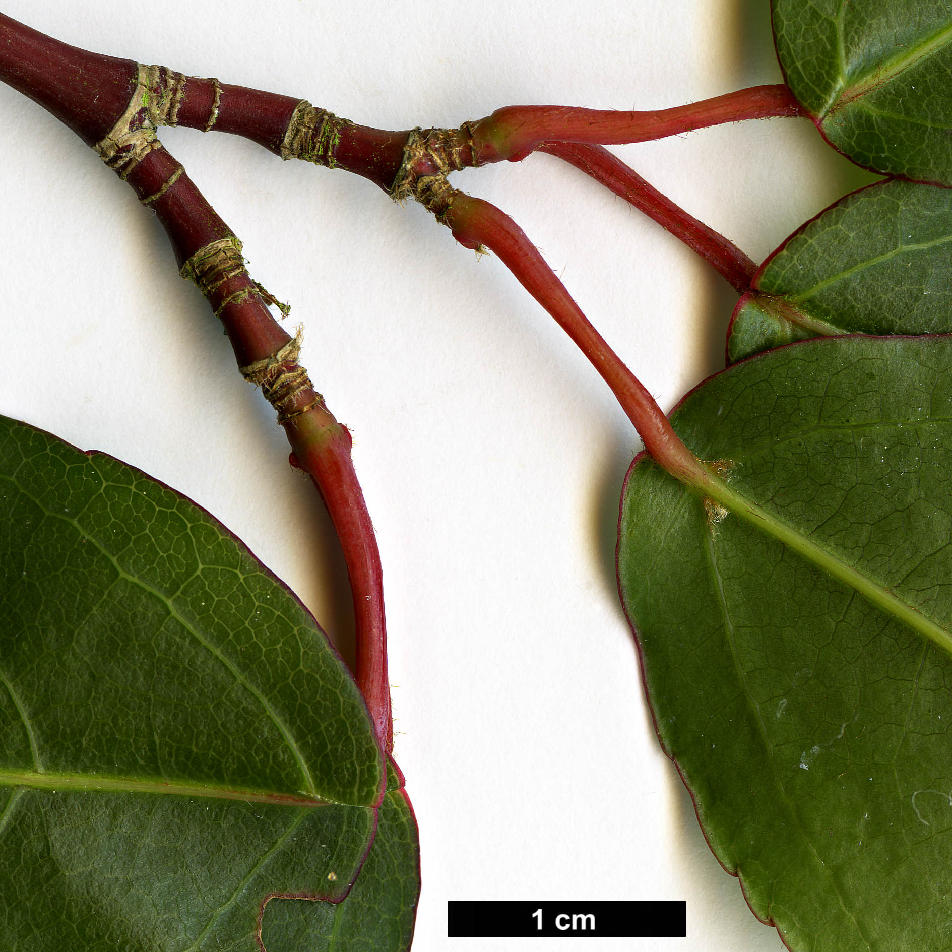 High resolution image: Family: Sapindaceae - Genus: Acer - Taxon: laevigatum